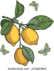 Vector lemon blooming branch illustration, summer citrus fruit,tropical lemon branch isolated on white background.Kitchen print.