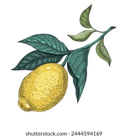 Vector lemon with branch and leaves. Botanic illustration