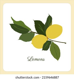 Vector of lemon branches with fruit and leaves isolated on a white background. Yellow fruits, green leaves. Fonts parisienne. Design for menu restaurante, logo, cooking book and botanic, ingredient