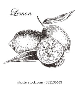 vector lemon citrus hand drawn sketch in ink and pencil. retro detailed botanical illustration