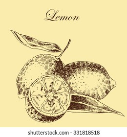 vector lemon citrus hand drawn sketch in ink and pencil. retro detailed botanical illustration