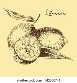 vector lemon citrus hand drawn sketch in ink and pencil. retro detailed botanical illustration