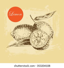 vector lemon citrus hand drawn sketch in ink and pencil. retro detailed botanical illustration