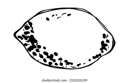 Vector lemon clipart. Hand drawn citrus icon. Fruit illustration. For print, web, design, decor, logo.