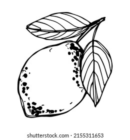 Vector lemon clipart. Hand drawn citrus icon. Fruit illustration. For print, web, design, decor, logo.