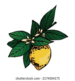 Vector lemon clipart. Hand drawn citrus icon. Fruit illustration. For print, web, design, decor, logo.