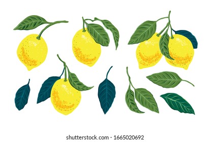 Vector lemon digital illustration. elements for packing, interior kitchen poster, sticker and textile pattern. 