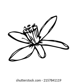 Clíparte de flor de limón vectorial. Ilustración de flor dibujada a mano. Para imprimir, web, diseño, decoración, logotipo.