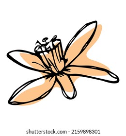 Vector lemon flower clipart. Hand drawn blossom illustration. For print, web, design, decor, logo.