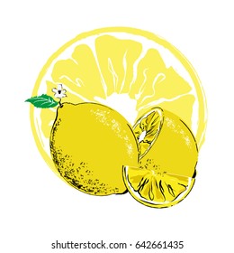 Vector lemon. Fresh lemon fruits, collection of vector illustrations.