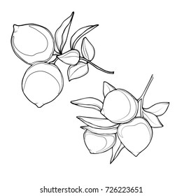 Vector lemon. Fresh lemon fruits.Lemons black line drawn on a white background. Vector drawing of fruits.