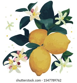 Vector lemon fruit illustration art
