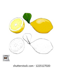 Vector Lemon Fruit Sketched and in Color Illustration that is Hand Drawn and Highly Detailed Line Art