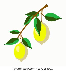 Vector - lemon fruits pattern, watercolor illustration, template.