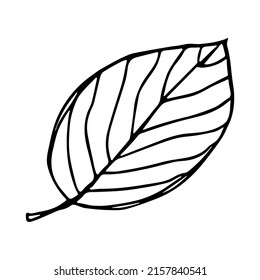 Vector Lemon Leaves Clipart Hand Drawn Stock Vector (Royalty Free ...