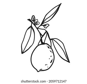 VektorZitrone. Zitrusfrüchte schmücken. Logo der Linie, Abzeichen, Etikett