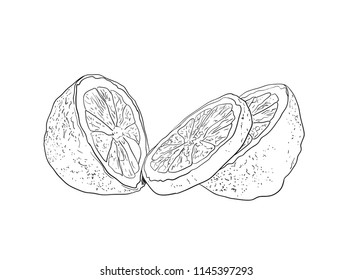 Vector Lemon Sketch, Vintage Style Ilustration, Outline Drawing Isolated on White Background.