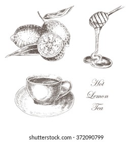 vector lemon tea and honey sketch drawing. vintage style hot drink illustration
