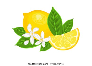 Vector lemon whole, slice, green leaves and white flowers isolated. Cartoon flat illustration of yellow citrus fruit.