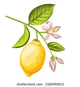 Vector lemones branch on white background.