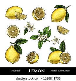 Vector lemons hand drawn sketch. Sketch vector  food illustration. Vintage style
