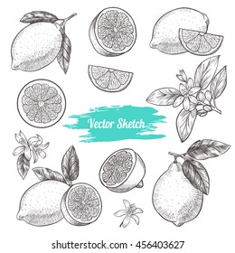 Vector lemons hand drawn sketch. Sketch vector  food illustration. Vintage style