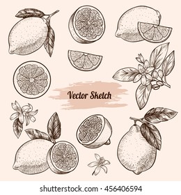 Vector lemons hand drawn sketch. Sketch vector  food illustration. Vintage style