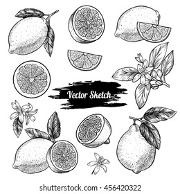 Vector lemons hand drawn sketch. Sketch vector  food illustration. Vintage style