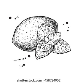 Vector lemons and mint. Isolated drawing on white background. Hand drawn illustration. Whole fruit and mint leaves sketch. Detailed illustration 