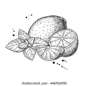 Vector lemons and mint. Isolated on white background. Hand drawn illustration. Whole fruit, sliced piece and leaves drawing. Detailed illustration for mojito drink