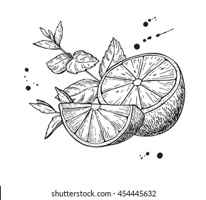 Vector lemons and mint. Isolated on white background. Hand drawn illustration. Whole fruit, sliced piece and leaves drawing. Detailed illustration for mojito drink