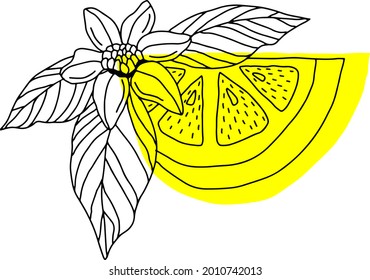 limones vectoriales enteros y frutos secos aislados