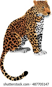 Vector Leopard Panthera pardus