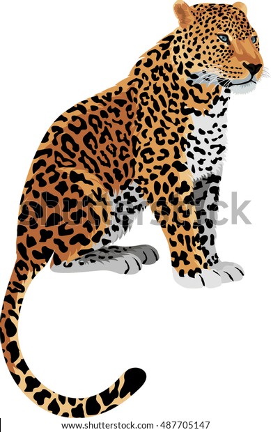 Vector Leopard Panthera Pardus Stock Vector (Royalty Free) 487705147