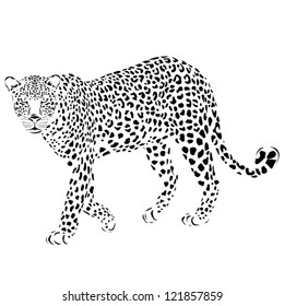 Vector leopard silhouette, can be used for background, card, print materials