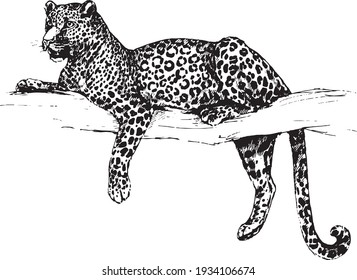 vector leopard wild cats graphic illustration
