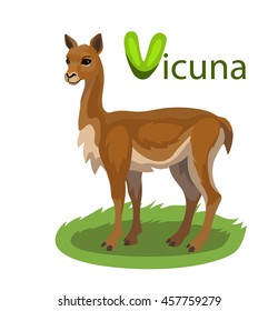 Vector letter V vicuna children alphabet illustration