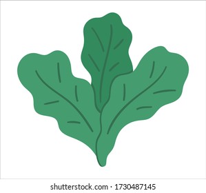 Lechuga vectorial sobre fondo blanco. Icono de comida saludable. Ilustración vegetal. Clásico de nutrición orgánica de mano plana. Imagen de hojas verdes