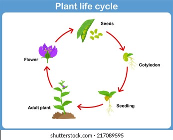 Plant Life Cycle High Res Stock Images Shutterstock