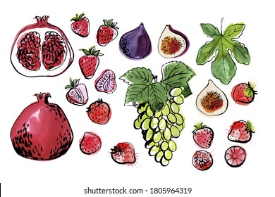 Vector light fruit line watercolor on white background. Pomegranate, strawberry, figs, grapes