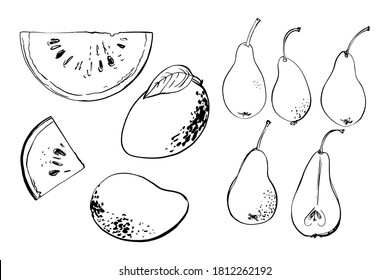 Vector light fruit line watercolor on white background. Watermelon, pear, mango