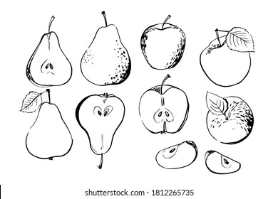 Vector light fruit line watercolor on white background. Pear, apple