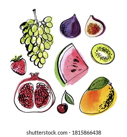 Vector light fruit line watercolor on white background. Grapes, watermelon, pomegranate, mango, figs, kiwi, strawberries, cherries
