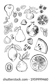 Vector light fruit line watercolor on white background. Grapes, watermelon, pomegranate, mango, figs, kiwi, strawberries, cherries