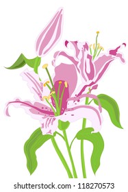 Vector lilies flowers with bud