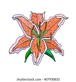 Vector Lilies. Isolated object on a white background. Handmade. Illustration of a high quality for your design. Eco art.