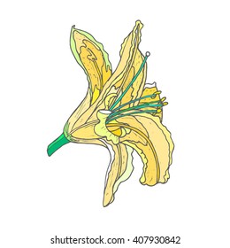 Vector Lilies. Isolated object on a white background. Handmade. Illustration of a high quality for your design. Eco art.