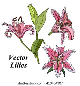 Vector Lilies. Isolated object on a white background. Handmade.Illustration of a high quality for your design. Eco art.