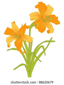 Vector lilies isolated on a white background.