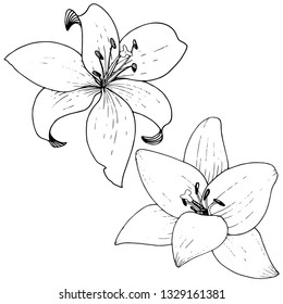 Vector Lily floral botanical flower. Wild spring leaf wildflower isolated. Black and white engraved ink art. Isolated lilies illustration element on white background.